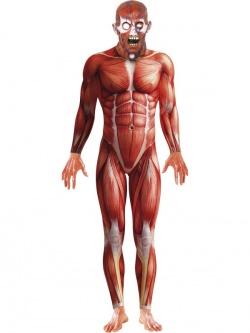 Kostým Anatomy man